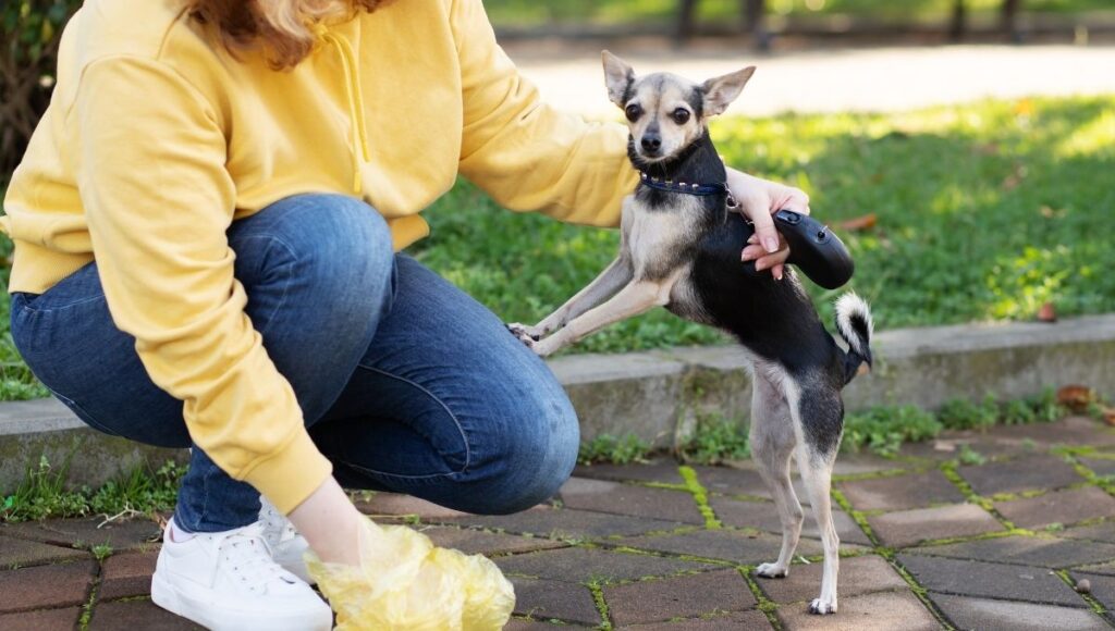 La multa por no recoger las heces de tu perro en Monterrey