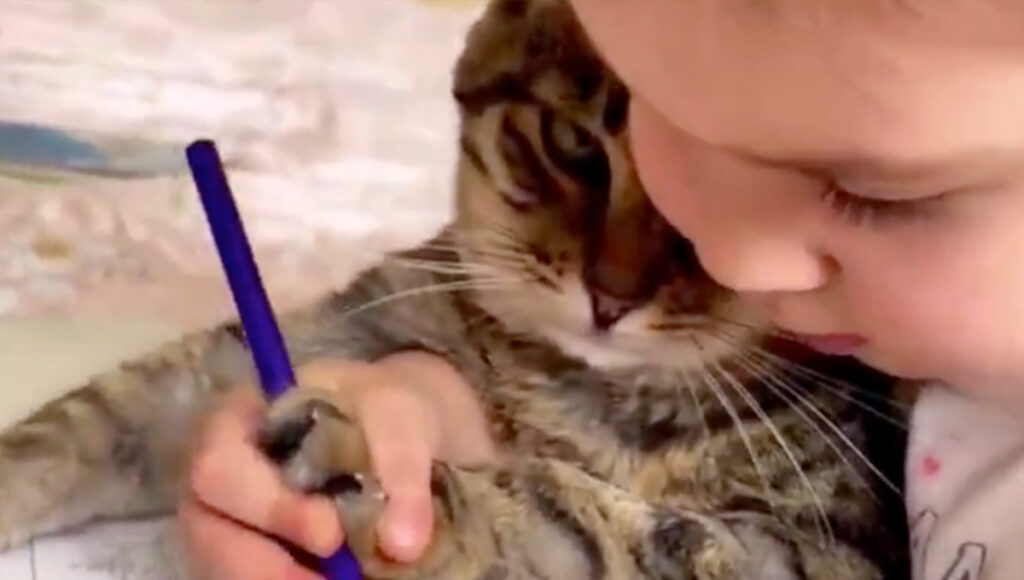 ¿Ternura o maltrato? Intentan enseñar a gato a escribir y desata polémica