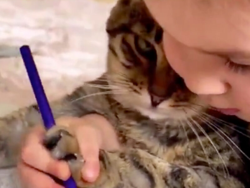 ¿Ternura o maltrato? Intentan enseñar a gato a escribir y desata polémica