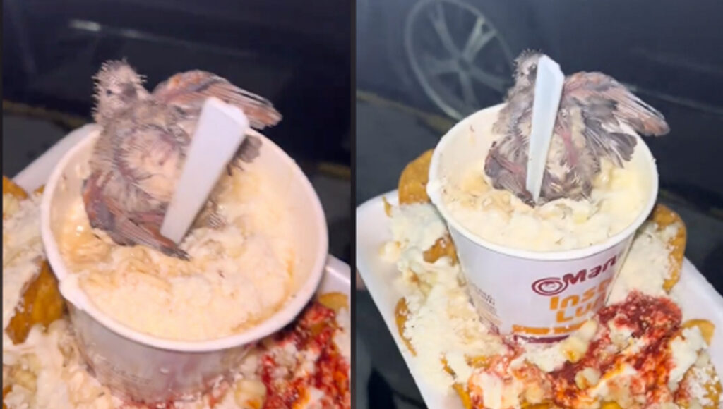 Pájaro bebé cae del nido sobre un vaso de maruchan con esquites | VIDEO