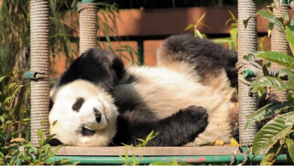 La panda Xin Xin celebra su cumpleaños