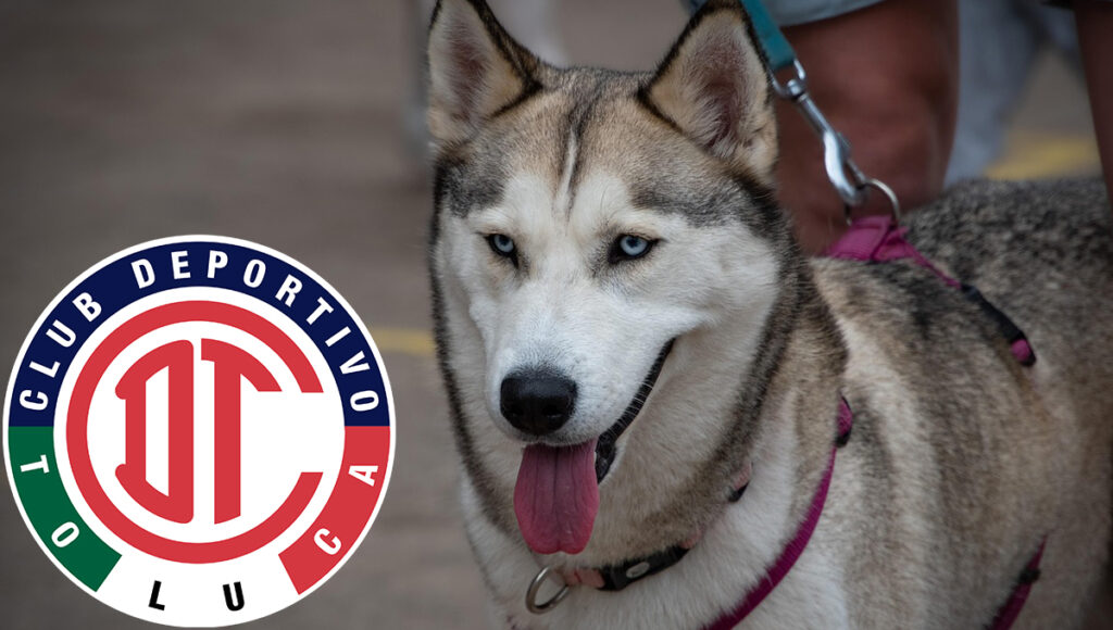 perrita once el amuleto que hizo campeon al toluca en el clausura 2025 de la liga mx