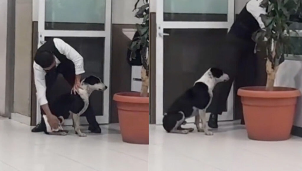 Perrito empapado y mojado es ayudado por un guardián del IMSS