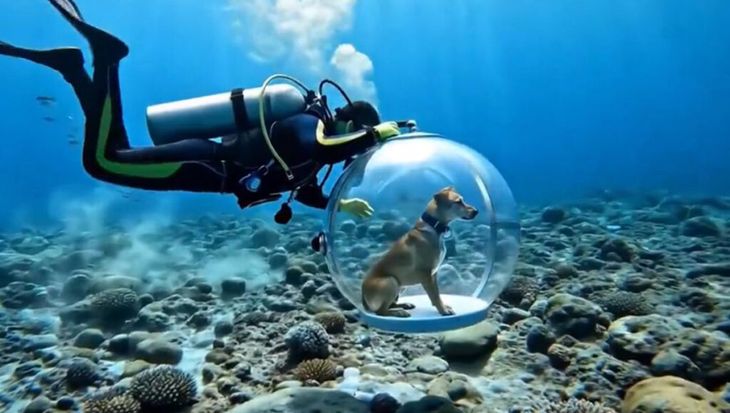 Un perro buzea en el fondo del mar