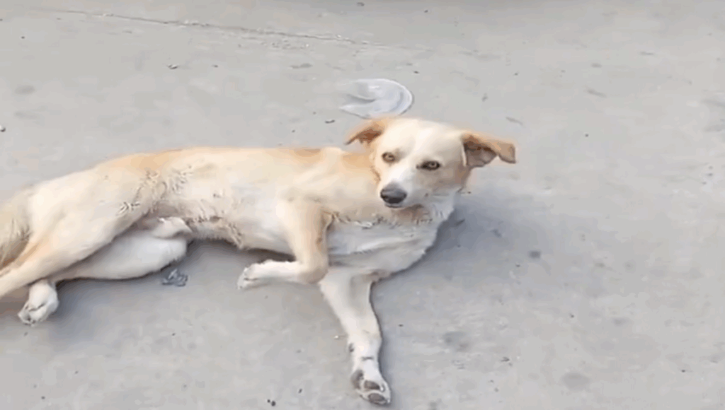 perro después de un año
