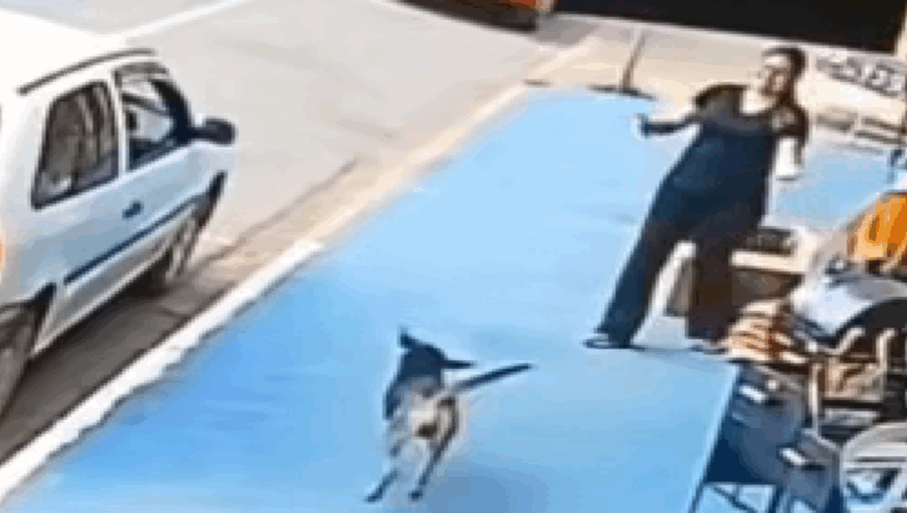 perro espera a dueño de local