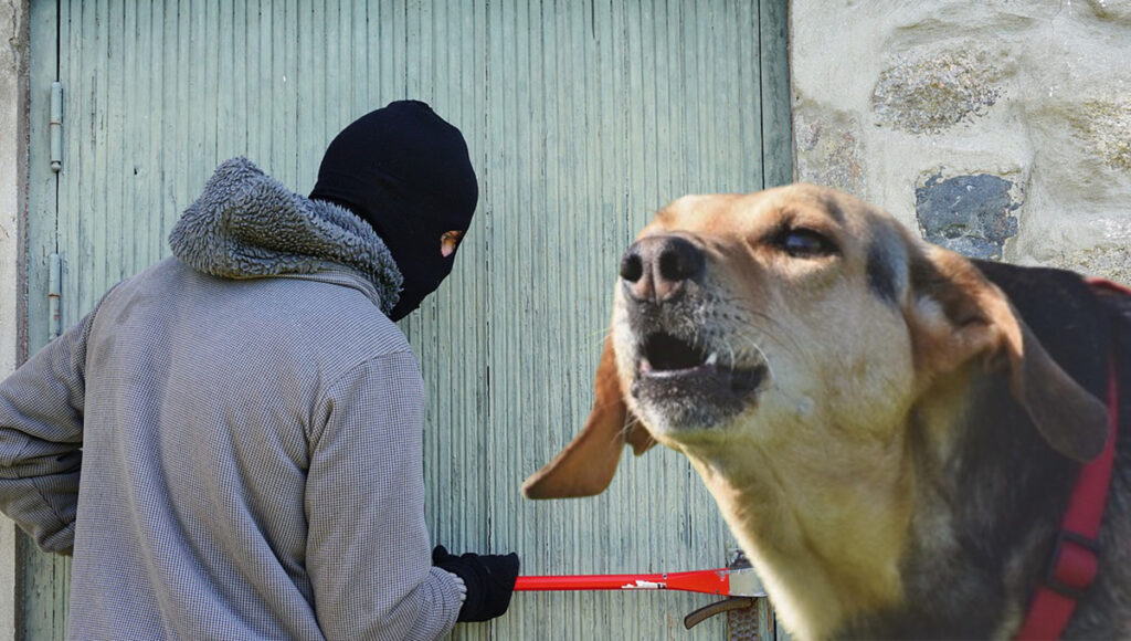 Perrito justiciero detiene a asaltante