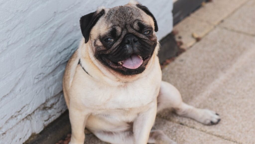 Un perro pug muere en el Edomex