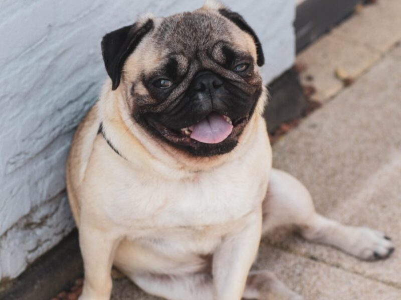 Un perro pug muere en el Edomex