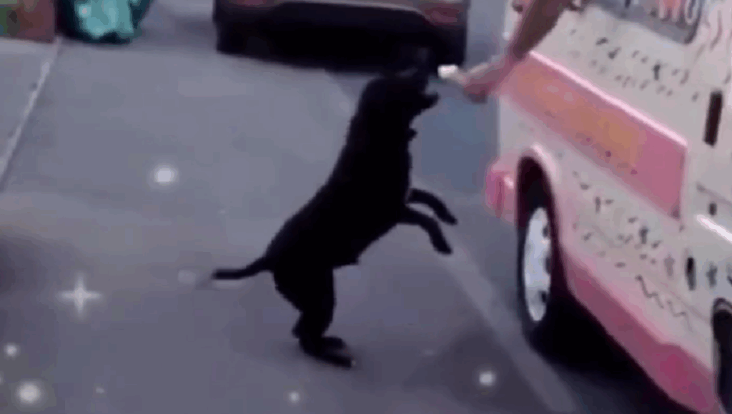 perro recibe helado