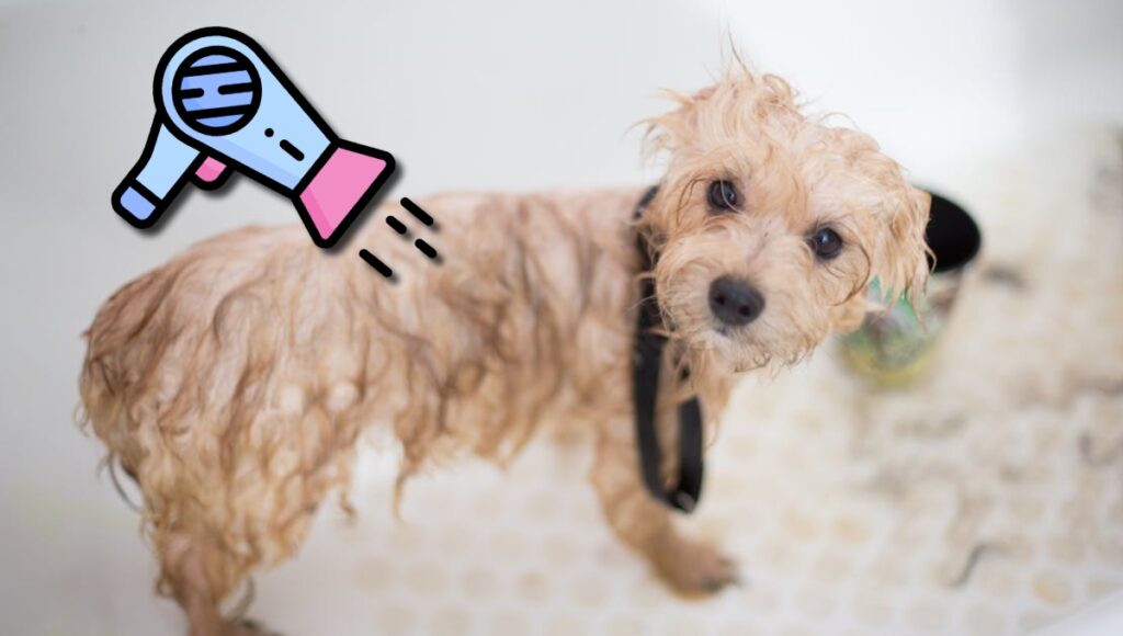 secadora perro idea bueno