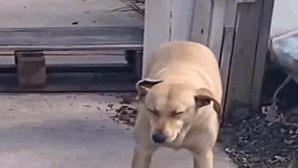 perros antes de dormir
