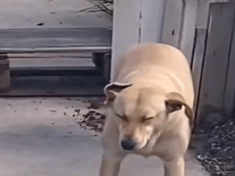perros antes de dormir