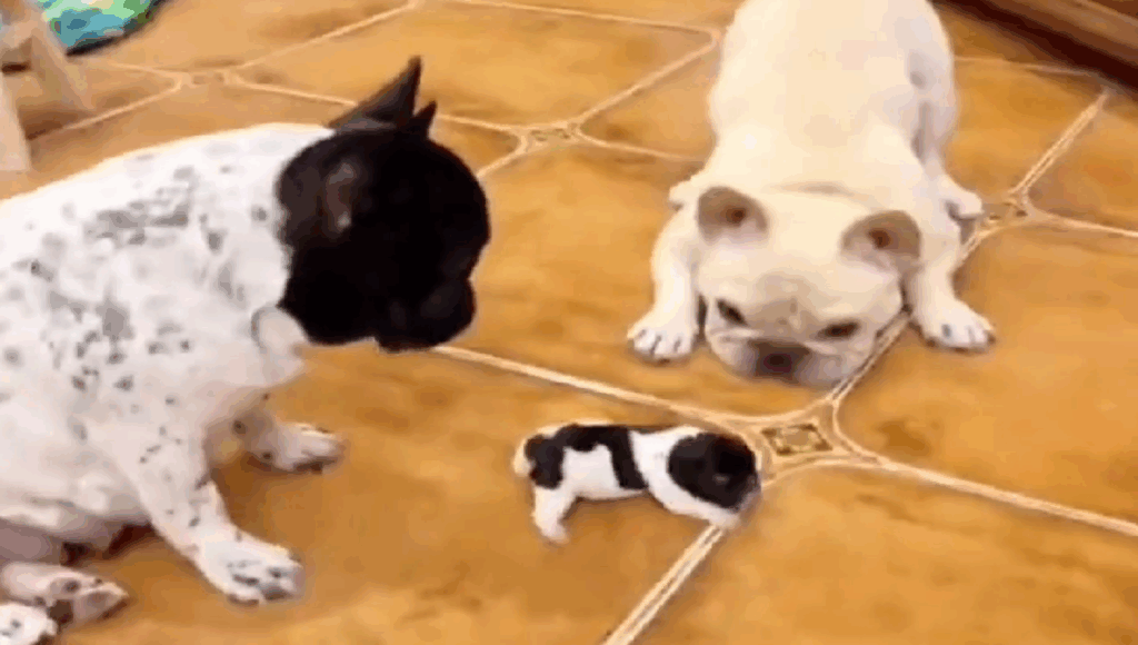 primeros pasos de su cachorro