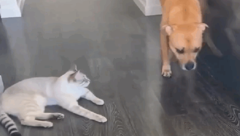 perros tienen miedo a los gatos