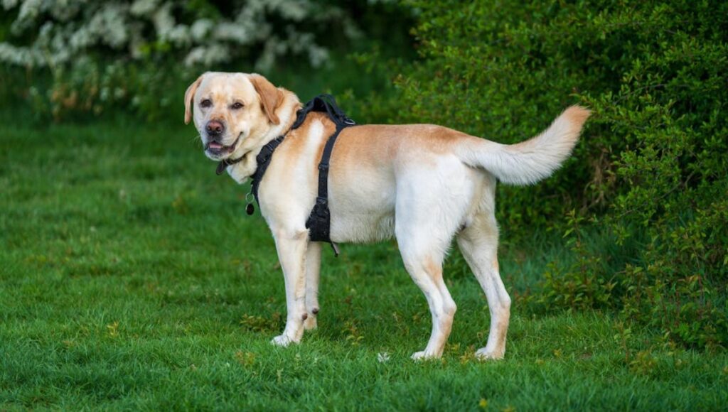 perros buenos para dueños primerizos