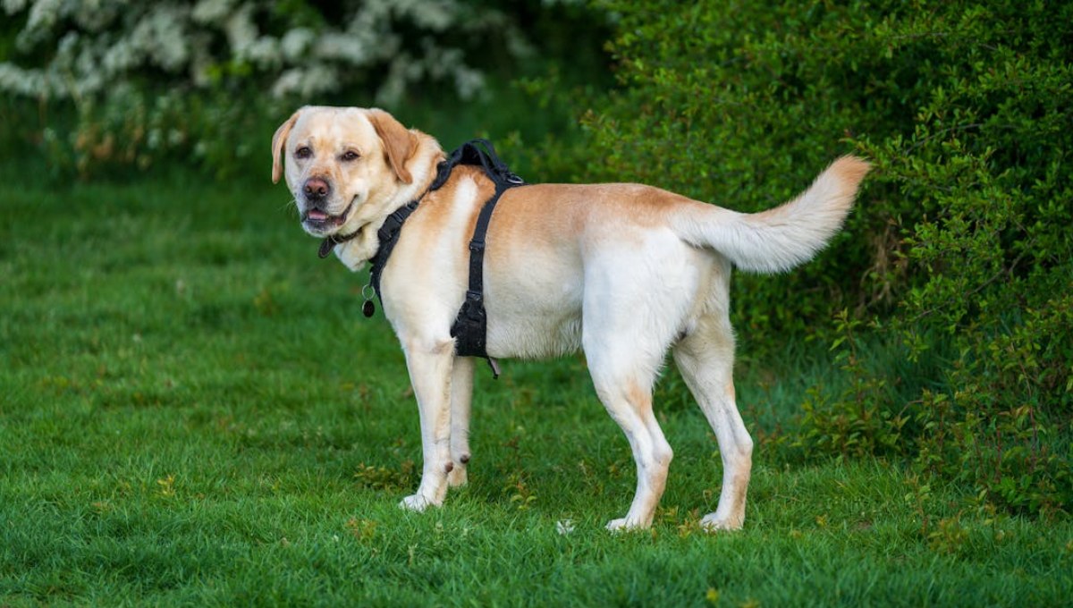 perros buenos para dueños primerizos