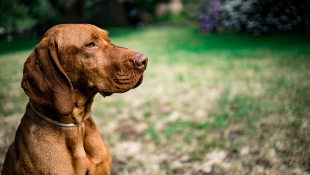 razas de perros más fáciles de adiestrar