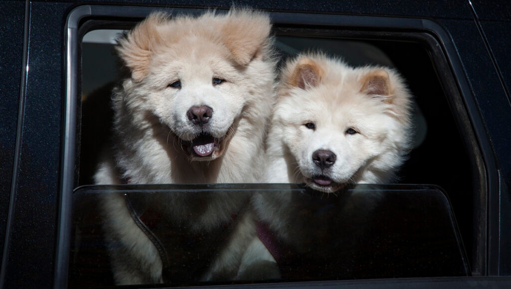 perros secuestros en cdmx