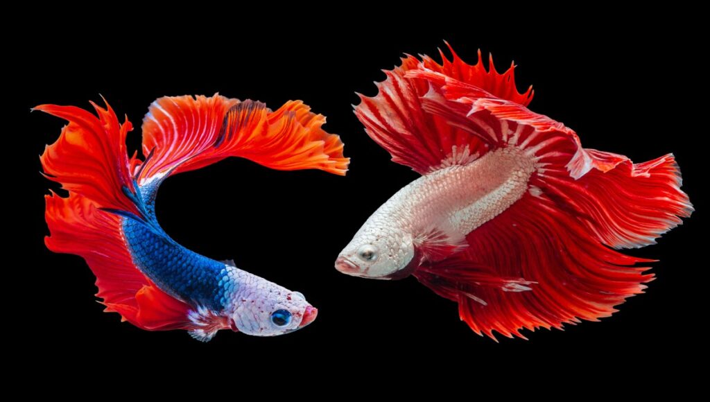 pez betta como mascota