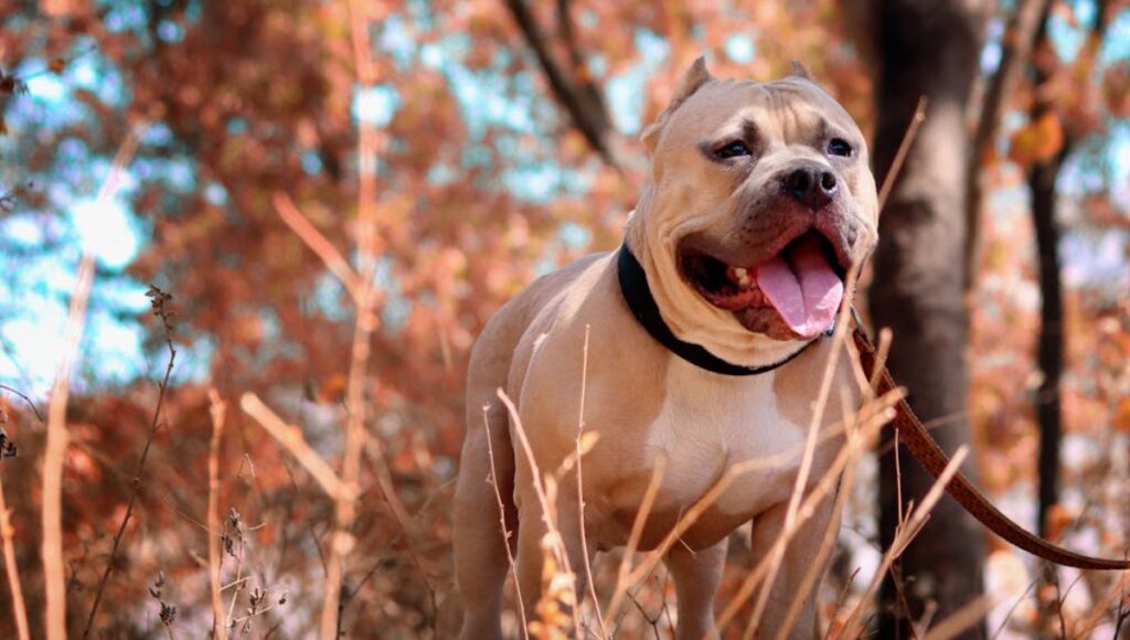 perro pitbull sin collar