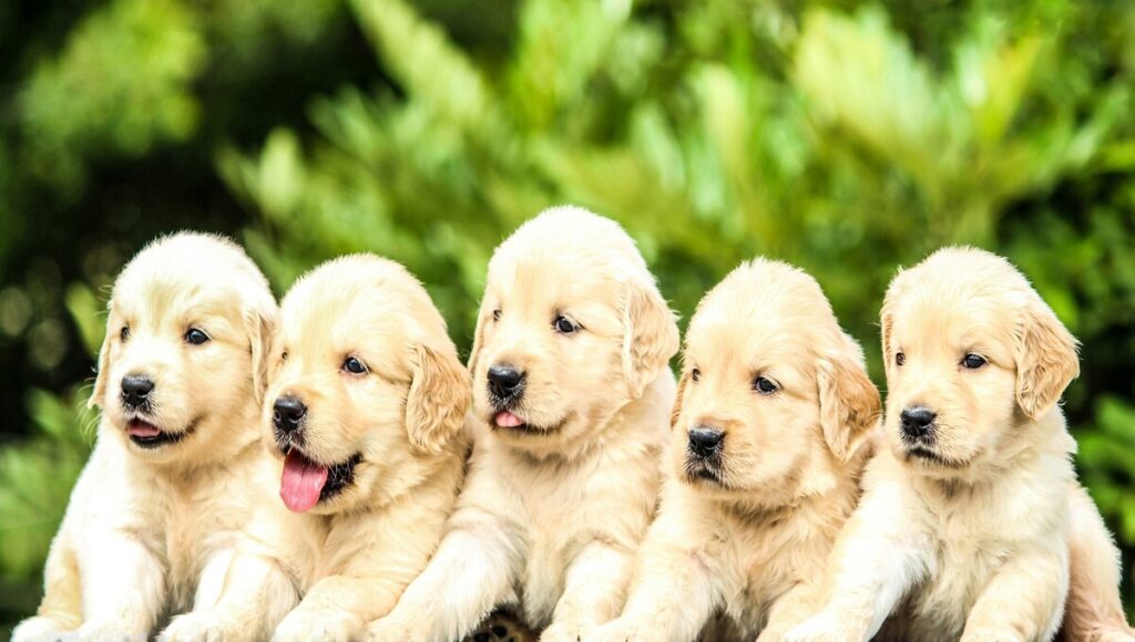 cachorro socialice