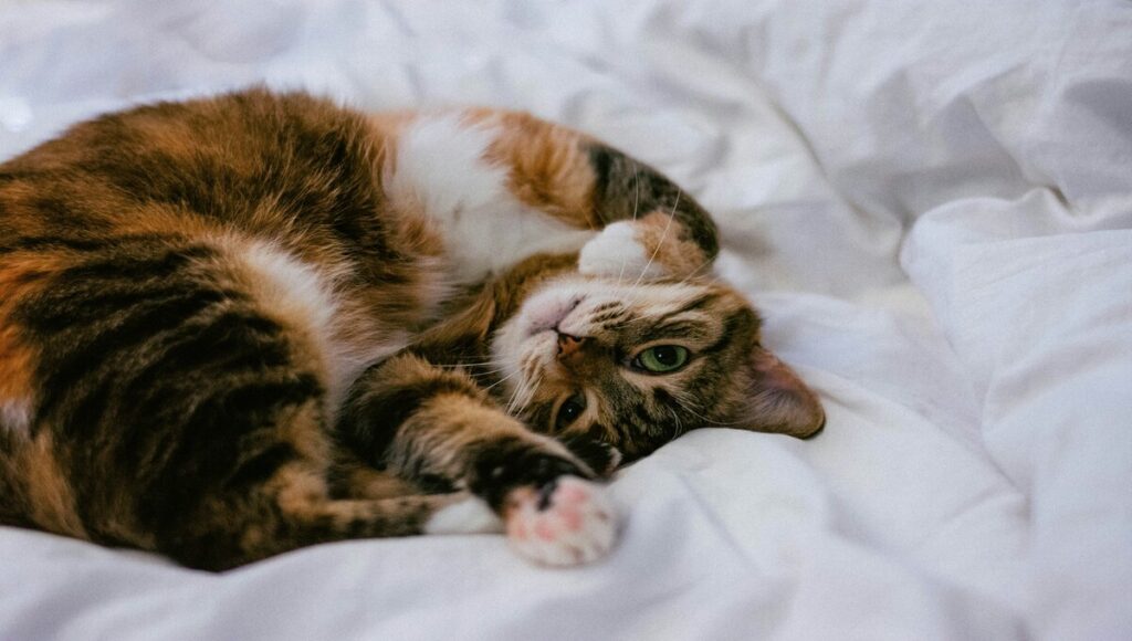 Gatos amasan con sus patas
