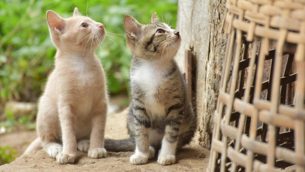 ¿Por qué los gatos se ponen mas cariñosos con la lluvia?