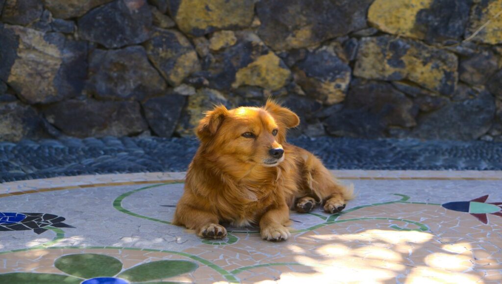 perros inclinan la cabeza