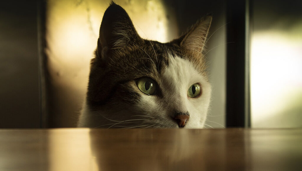 La razón por la que mi gato se volvió más cariñoso de lo normal