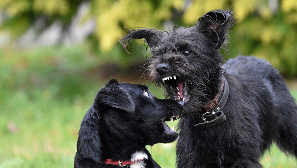 Por qué mi perro se volvió agresivo comportamiento animal
