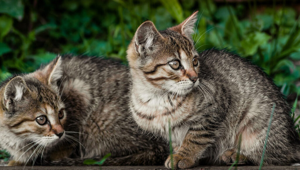 ¿Por qué un gato se va de sus casa?