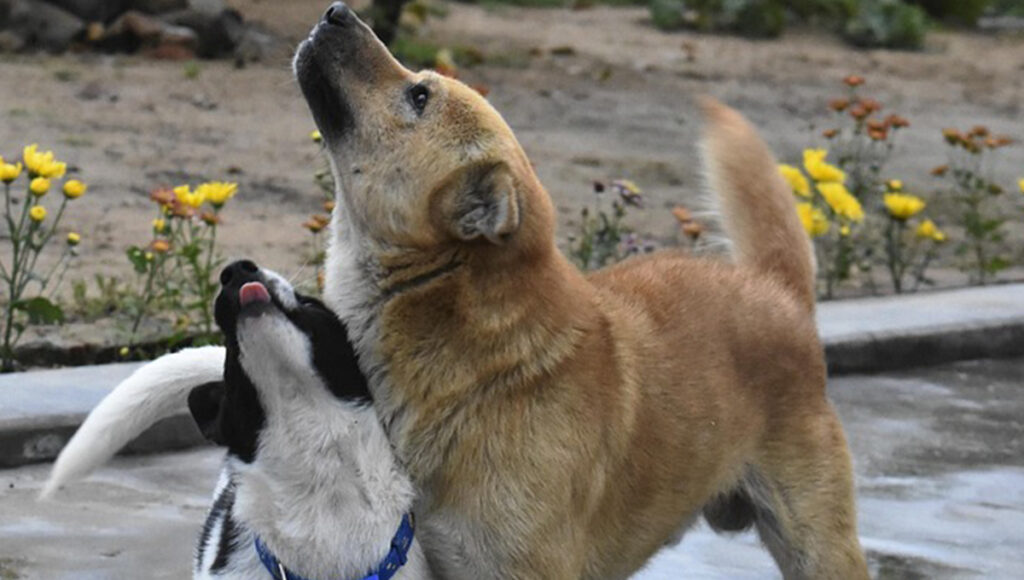 ¿Por qué un perro llora cuando llueve?