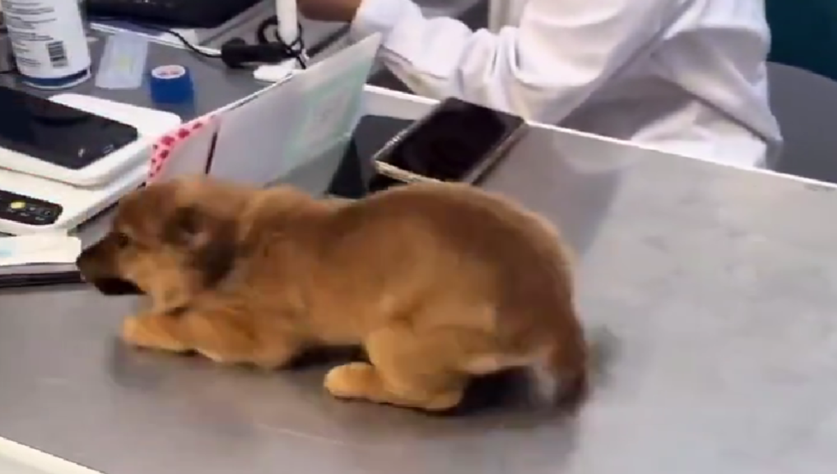 visita de un perrito al veterinario