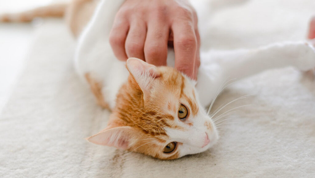 Qué es mejor Whiskas o Cat Chow alimento para gato