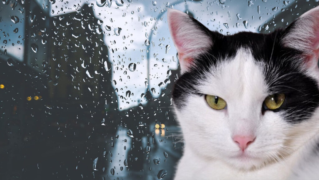 ¿Qué le pasa a mi gato con la lluvia?