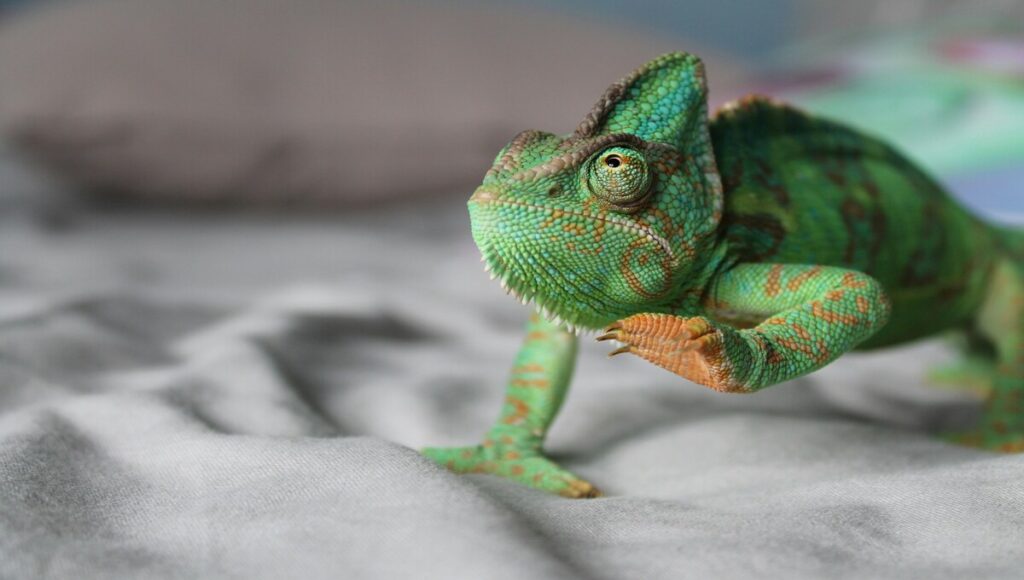 camaleon como mascota