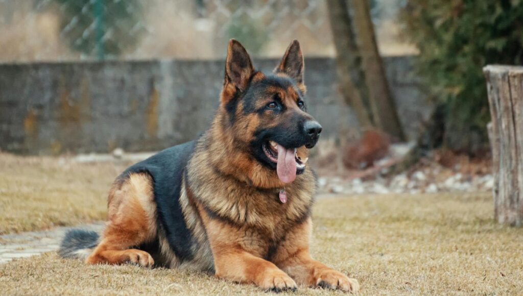 las razas de perro más inteligentes
