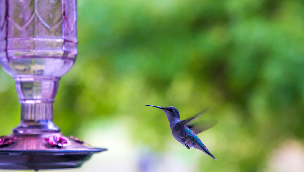 Qué significa encontrar un colibrí negro