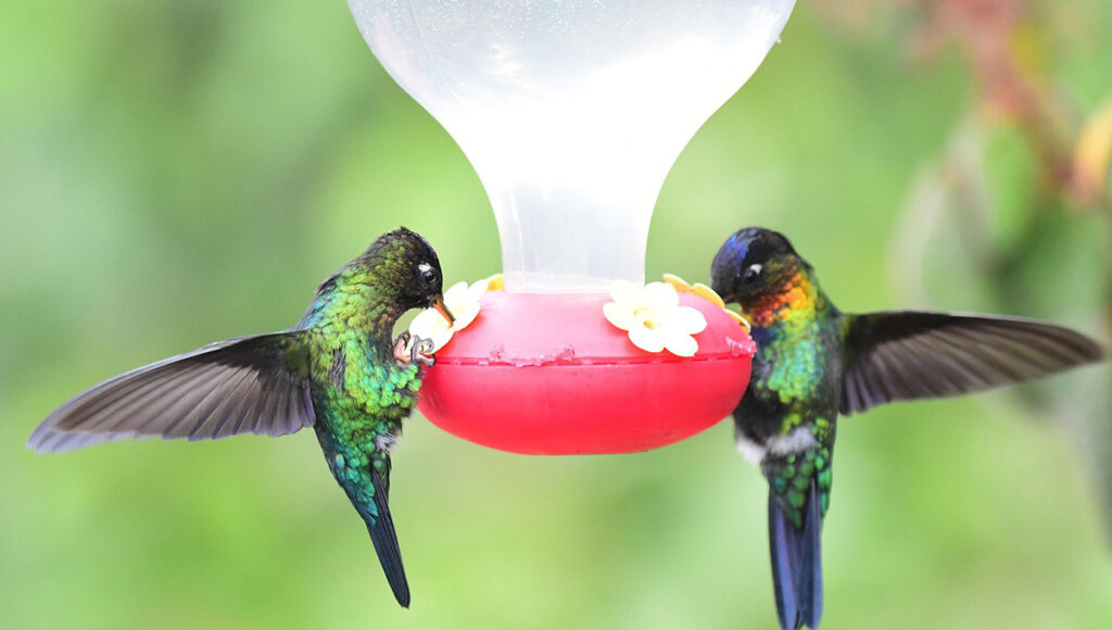 que significa que un colibrí este en el negocio