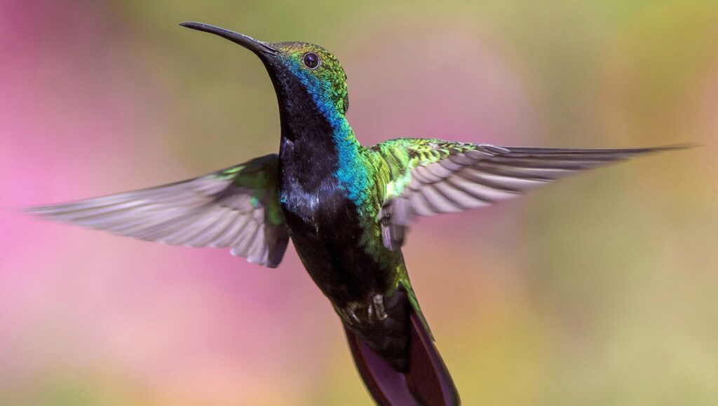 Qué significan los colibrís para Dios