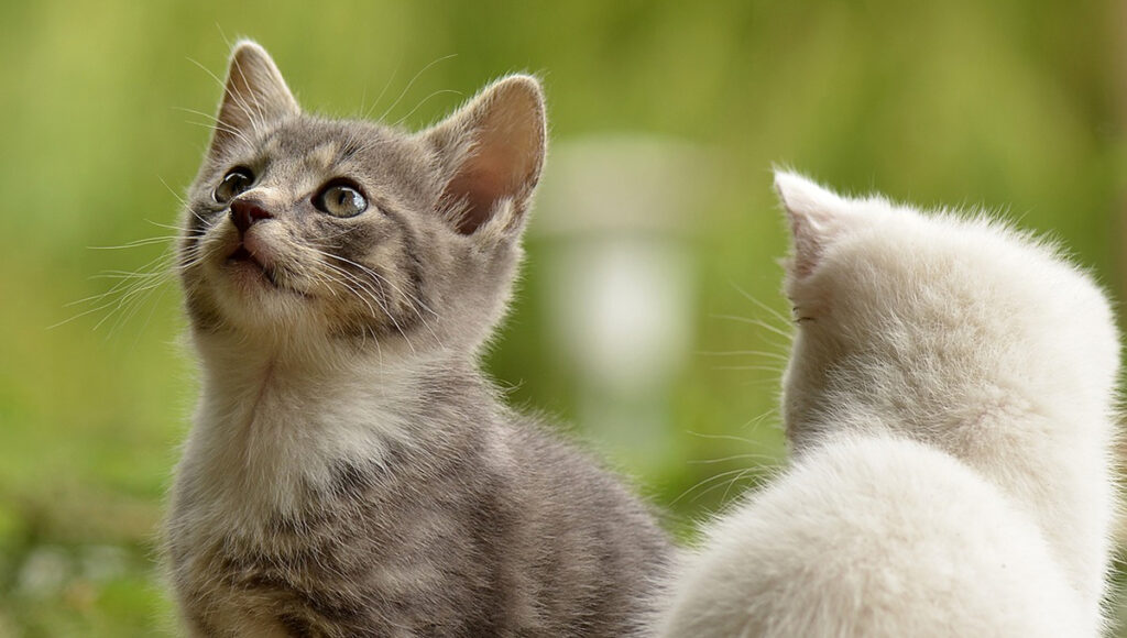 Experta revela qué es lo que quiere comunicarte tu gato con cada maullido