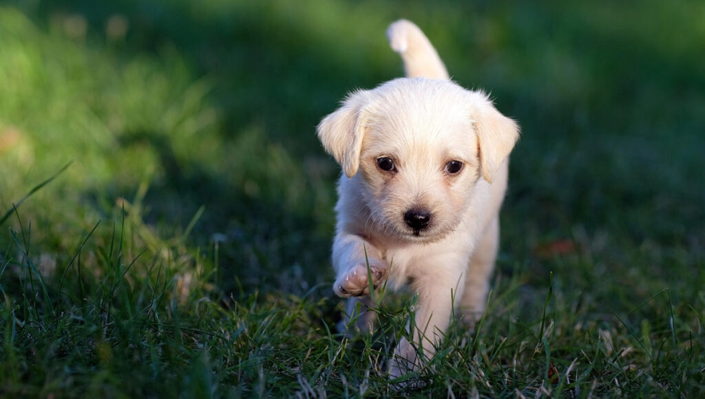 ¿Qué verduras pueden comer los perros alimentación?
