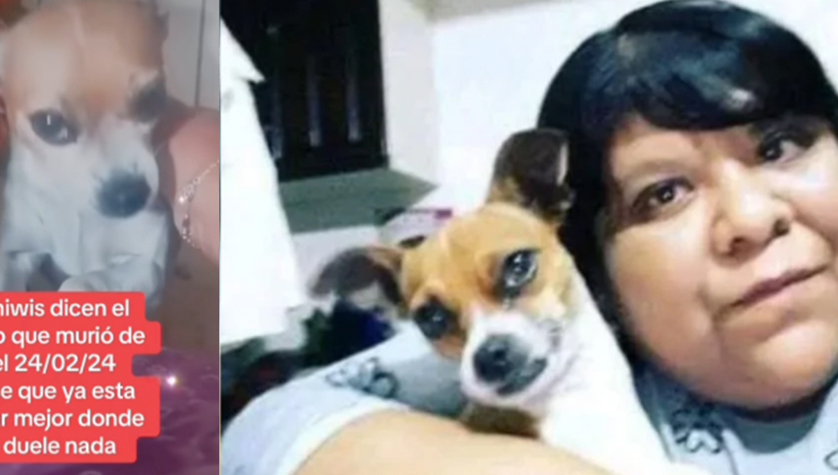 ¿Quién mato a chiwis la perrita de Aimep3?
