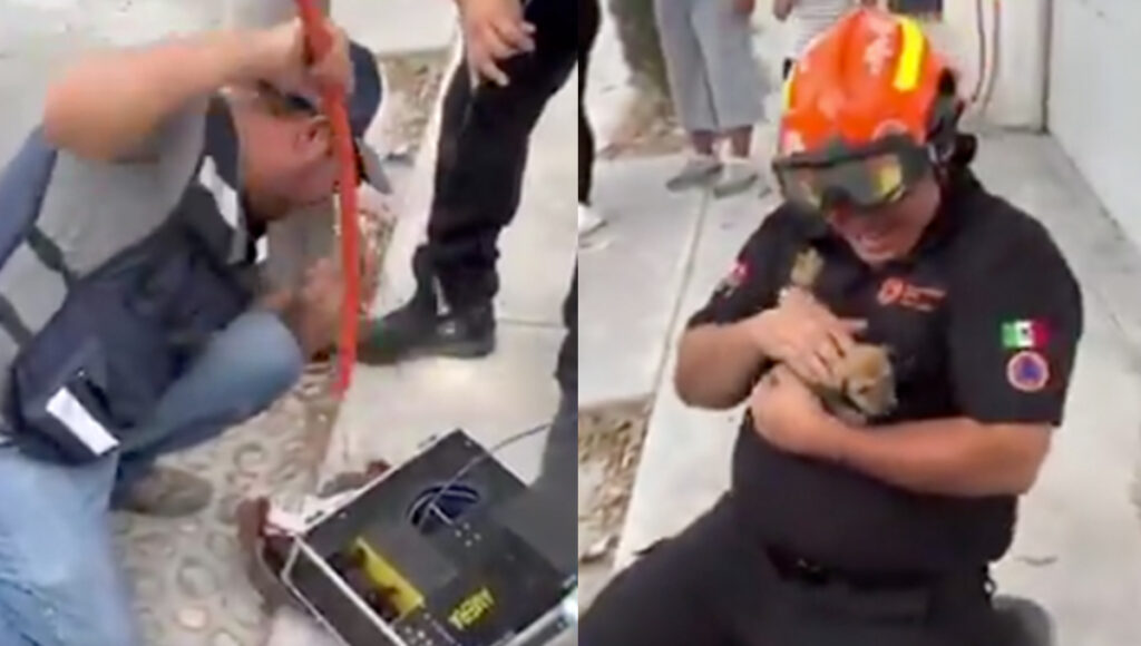 Un perrito estuvo atrapado durante 3 días en las alcantarillas de Monterrey