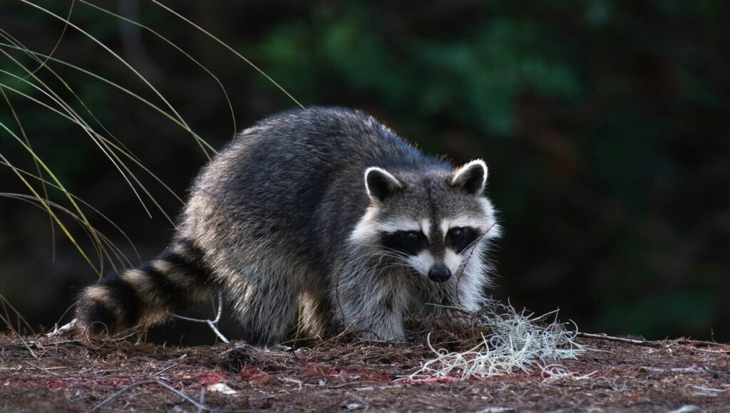 mapache como mascota
