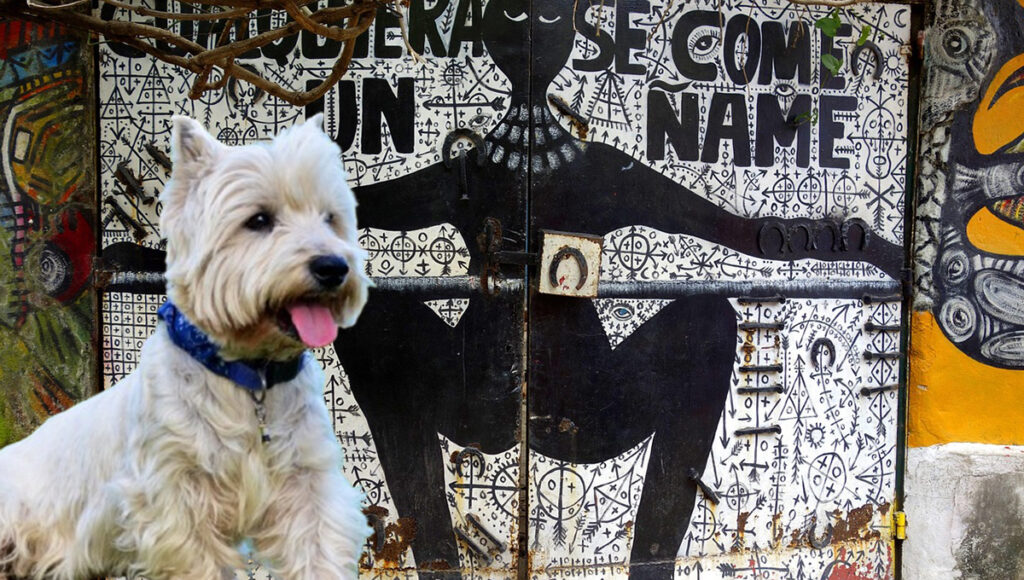 Servidora publica acepta cometer actos aberrantes en contra de un perro