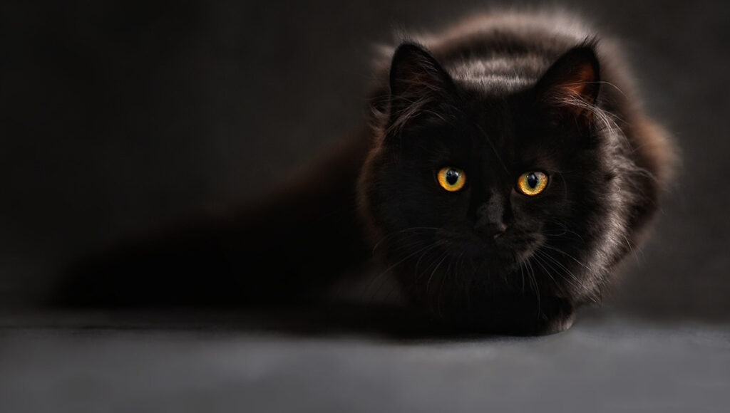 El significado de que un gato duerma en tu cabeza