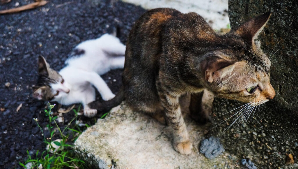 Sonido en TikTok que llama la atención de un gato