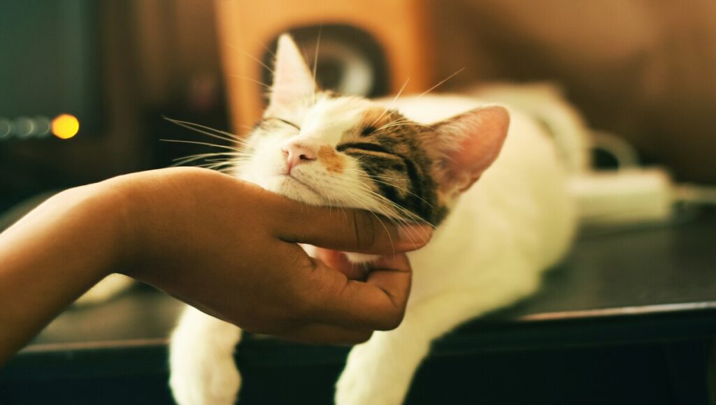 Tener gato mejora tu salud mental